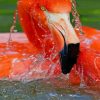 Flamingo In Water paint by numbers