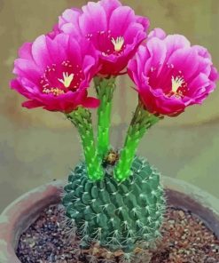 Floral Cactus paint by numbers