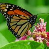 Butterfly On A Flower paint by numbers