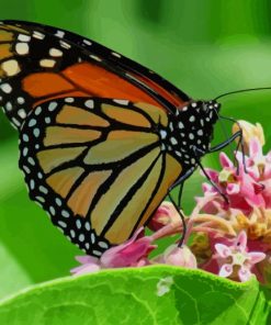 Butterfly On A Flower paint by numbers