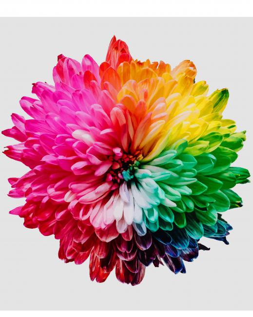 flower sharon pittaway painting by numbers