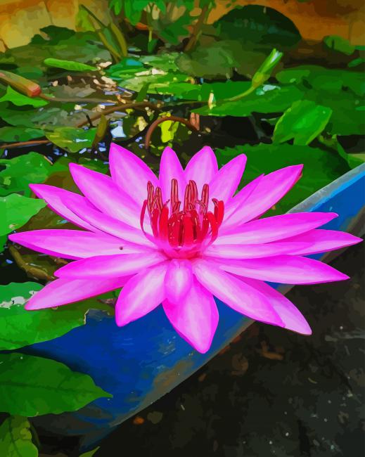 Flowers of Water Lily paint by numbers