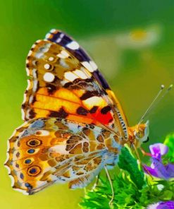 Flowers With Butterfly paint by numbers