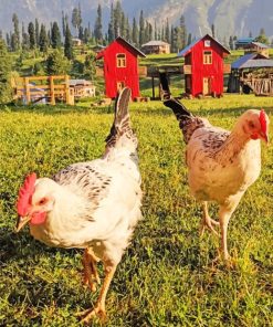 two chicken waliking in the farm painting by numbers