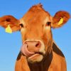 Funny Cow paint by numbers