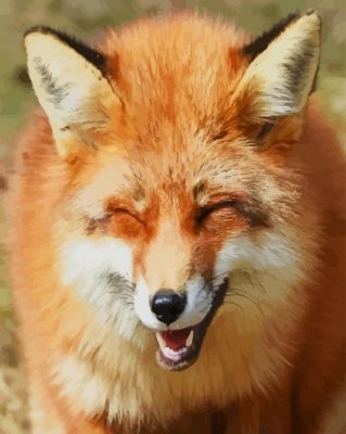 Funny Fox paint by numbers