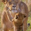 Funny Lioness With Baby paint by numbers