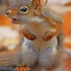 Funny Squirrel paint by numbers