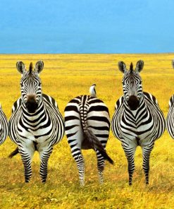 Zebras In Funny Position painting by numbers