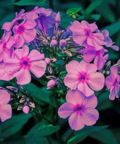 garden phlox paint by numbers