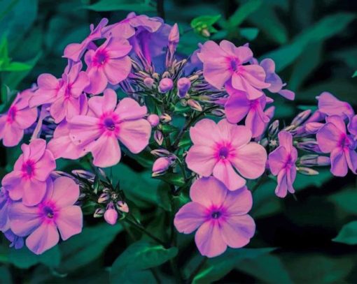 garden phlox paint by numbers