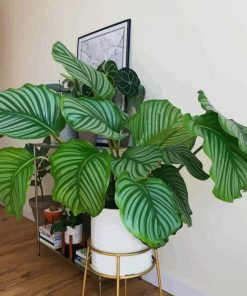 Giant Calathea paint by numbers