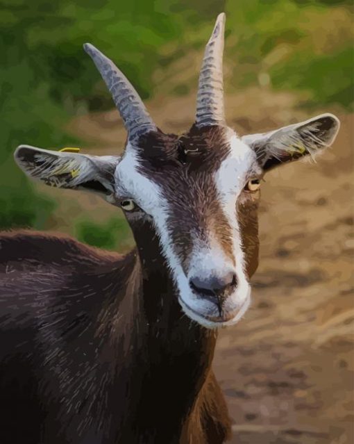 Goat Portrait paint by numbers