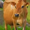 Golden Cow paint by numbers