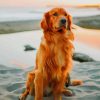 Golden Retriever At The Beach