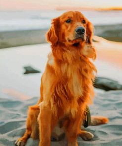 Golden Retriever At The Beach