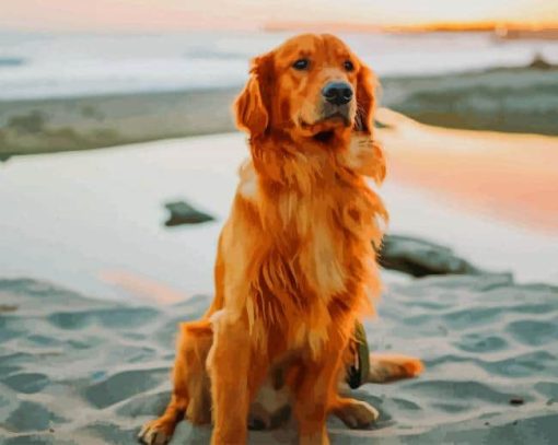 Golden Retriever At The Beach