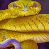 Golden Snake paint by numbers