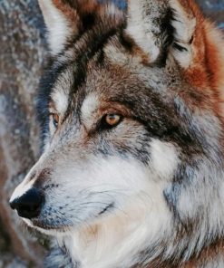 Gorgeous Wolf paint by numbers