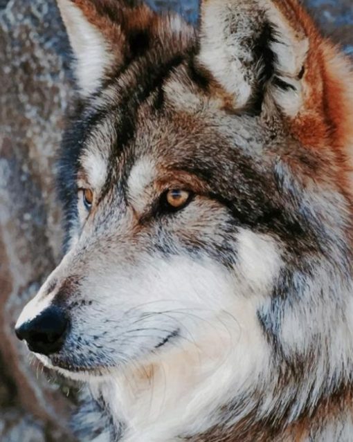 Gorgeous Wolf paint by numbers