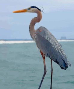 Great Blue Heron Maine paint by numbers