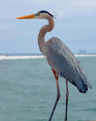 Great Blue Heron Maine paint by numbers