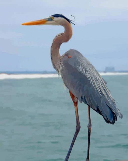 Great Blue Heron Maine paint by numbers