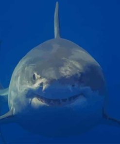 Great White Shark Front View paint by numbers