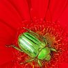 Green Beetle Red Flower paint by numbers