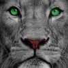 lion with green eyes painting with numbers