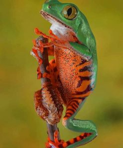Green Frog With Orange And Black Stripes paint by numbers