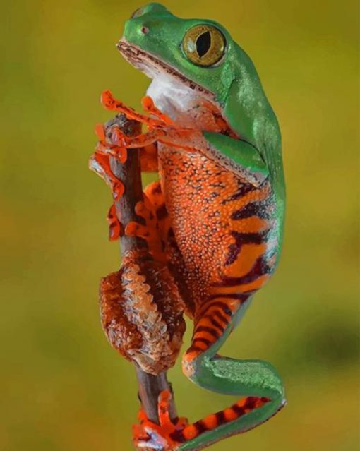 Green Frog With Orange And Black Stripes paint by numbers