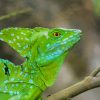 Green Lizard paint by numbers