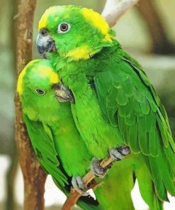 Green Parrot Couple paint by numbers