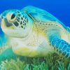 Green Sea Turtle paint by numbers