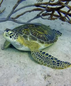 Green Sea Turtle paint by numbers