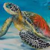 Sea Turtle In Water paint by numbers