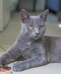 Grey Cat paint by numbers