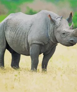 Grey Rhinoceros paint by numbers