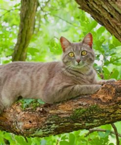 Grey Cat On A Branch paint by numbers