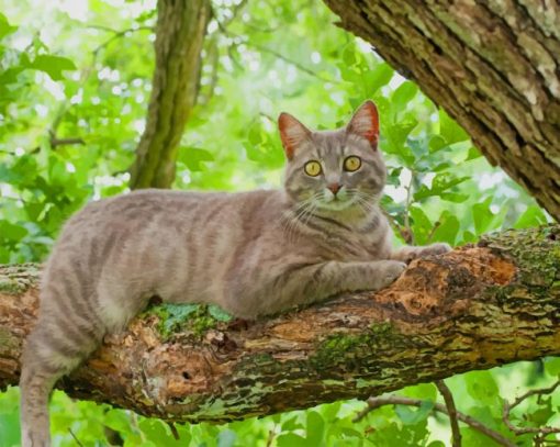 Grey Cat On A Branch paint by numbers