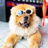 Hairy Dog With Sun Glasses paint by numbers