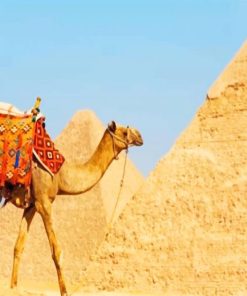 sahara pyramid tour by camel painting by numbers