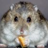 Hamster Eating Food paint by numbers