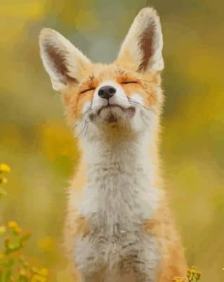 Happy Fox paint by numbers