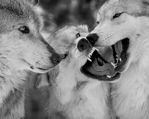 Happy Wolves Family paint by number