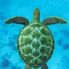 Hawksbill Sea Turtle paint by numbers