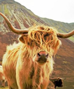 Highland Cow Gazing paint by numbers