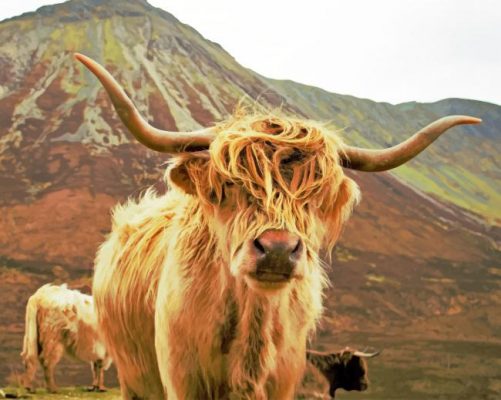 Highland Cow Gazing paint by numbers