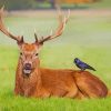 Horned Deer With Crow paint by number